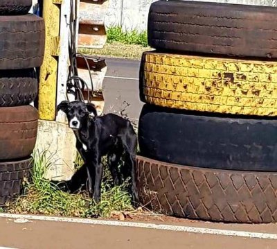 El drama de los perros abandonados que vive el Autódromo de Oberá 1